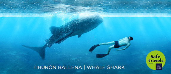 whale-shark-tour